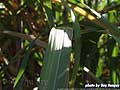 Guy Fanguy - Artist - Photographer - Guy Fanguy - Sugar Cane Farming - Louisiana (19).jpg Size: 42887 - 11